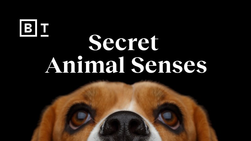 image 0 The Mind-blowing Science Of Animal Senses : Ed Yong